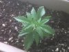 seedling sprout day 14_2.jpg