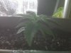 seedling sprout day 14_3.jpg