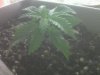 seedling sprout day 14_4.jpg