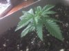 seedling sprout day 14_6.jpg