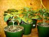 HoLE's NL times Skunk Garage Grow 037.jpg