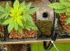 bourbonandsin-albums-first-time-picture88902-some-happier-clones-bag-seed.jpg