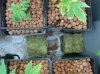bourbonandsin-albums-first-time-picture88900-some-sickly-clones-bag-seed.jpg