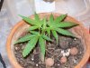 bigbudmike-albums-first-grow-picture88948-101-0823.jpg