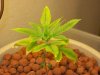 bigbudmike-albums-first-grow-picture88951-101-0826.jpg