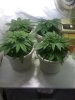 blackjack-5thweek-veg.jpg