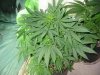 rydub-albums-wonder-woman-ppp-grow-picture89475-ppp.jpg