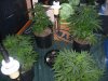 rydub-albums-wonder-woman-ppp-grow-picture89706-2-wonder-womans-back-ppp.jpg
