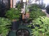 rydub-albums-wonder-woman-ppp-grow-picture89707-grow-room.jpg
