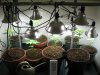 Durban Poison and Mystery Strain Indoor Bathroom Grow015.jpg