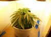 grow pictures 003.jpg