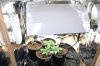 dopewear-albums-new-cab-grow-picture90908-dsc-4909.jpg