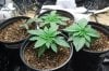 dopewear-albums-new-cab-grow-picture90909-dsc-4902.jpg
