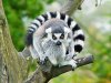 ringtail-lemur[1].jpg