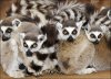hissy-ring-tailed-lemur.jpg