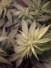 2black-jack-1-week-flower.jpg