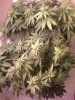 3black-jack-1-week-flower.jpg