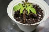 Grow pics 009.jpg