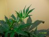 grow pictures 013.jpg