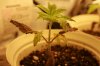 Grow pics 020.jpg