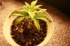 Grow pics 023.jpg