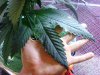 rollitup3.JPG