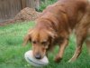 Sadie.jpg