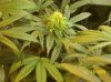 2009 Grow 007.jpg