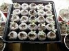 some bagseed sprouts to start with.jpg