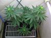 day7flower 008.jpg