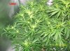 2 .5 weeks  flowering 006 700x524.jpg