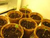 seedlings 005.jpg