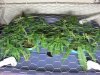 Scrog 2_800x600.jpg