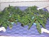 Scrog 3_800x600.jpg