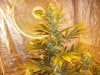 bigkuz68-albums-led-hps-grow-picture95174-dscn2069.jpg