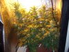 bigkuz68-albums-led-hps-grow-picture95175-dscn2070.jpg