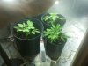 27 day old seedlings.JPG