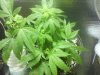 bb clone 6 days 12-12.JPG