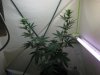 2weeks 2 days flower 001.jpg