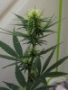 2weeks 2 days flower 002.jpg