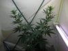 2weeks 2 days flower 004.jpg