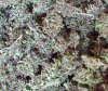 100_7881-Purple Power x Arjans Haze.jpg