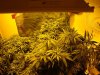 hwy420-albums-g-room-continued-picture96095-ffof-organic-soil-clones-cutlingd.jpg