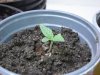 BYS 1-4, five days from seed 001.jpg