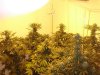 Bud2.jpg