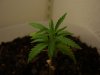 day29-plant1.jpg