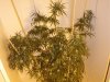 Bud4.jpg