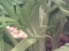 small plant hairs (2).jpg