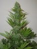 C99XPeak19Flower5Wks#2.jpg