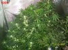 5 weeks flowering 027 630x472.jpg